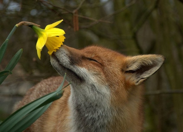fox-smelling-flower - Copy